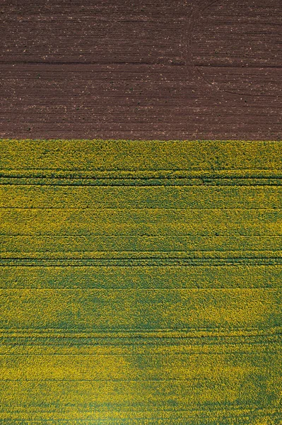 Widok Góry Dół Pola Uprawnych Rzepaku Kwitnie Miesiącu Kwietniu Drone — Zdjęcie stockowe