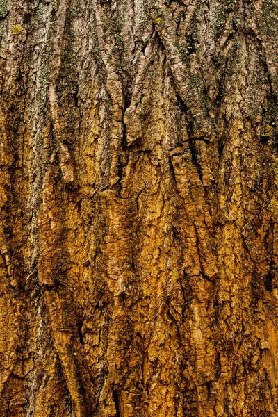 Velha Crosta Árvore Pintada Amarelo Como Fundo — Fotografia de Stock
