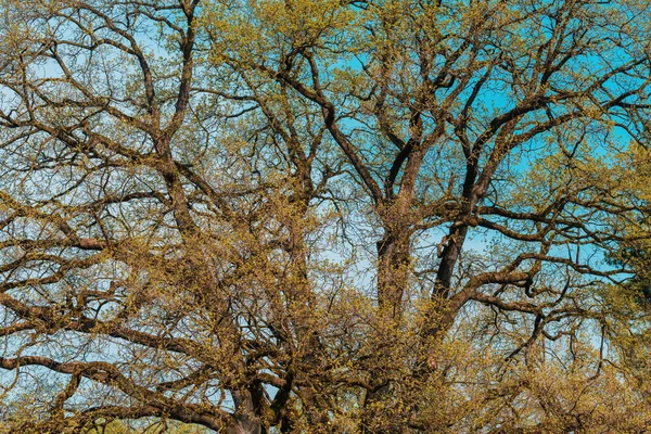 Baharda Dalları Yeşil Yaprakları Olan Yaşlı Meşe Ağacı Tepesi Seçici — Stok fotoğraf