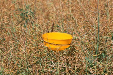 Kolza tohumu tarlasında bal arıları için suyla plastik kase, seçici odaklanma