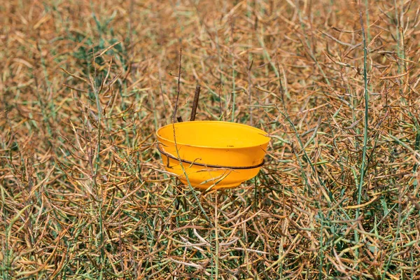 Kunststoffschale Mit Wasser Für Honigbienen Rapsfeld Selektiver Fokus — Stockfoto