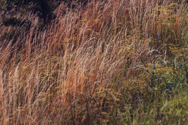 Dry Grass Meadow Valley Zlatibor Region Serbia Beauty Nature Landscape — Foto de Stock