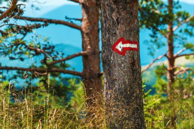 Çam ağacı gövdesinde rehberlik ve seyrüsefer için yön oku, seçici odaklanma