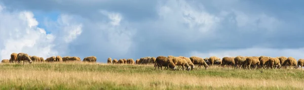 Troupeau Moutons Paître Sur Pâturage Sur Une Ferme Laitière Plein — Photo
