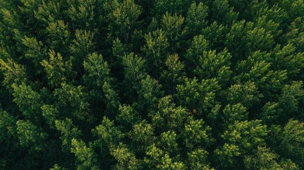 Top View Aerial Shot Green Cottonwood Forest Landscape Drone Pov — ストック写真