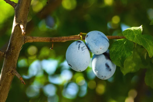 Plum Fruit Tree Branch Organic Orchard Summer Selective Focus — Stock Photo, Image