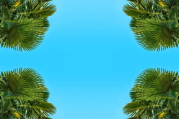 蓝色的夏日天空作为复制空间 四周环绕着茂盛的绿色棕榈树叶子 在角落作为设计元素背景 角度低 — 图库照片
