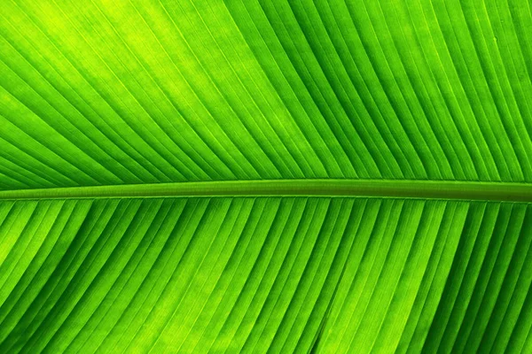 Texture of green banana tree leaf as fresh natural background, selective focus