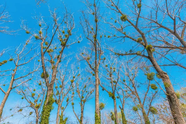 Cadının Süpürgesi Bir Ağaç Deformasyonudur Yoğun Filizler Tek Bir Noktadan — Stok fotoğraf