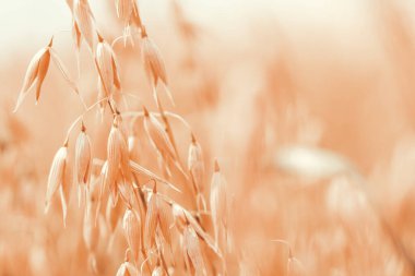 Ripe oat crops in field ready for harvest, swaying in wind, selective focus clipart