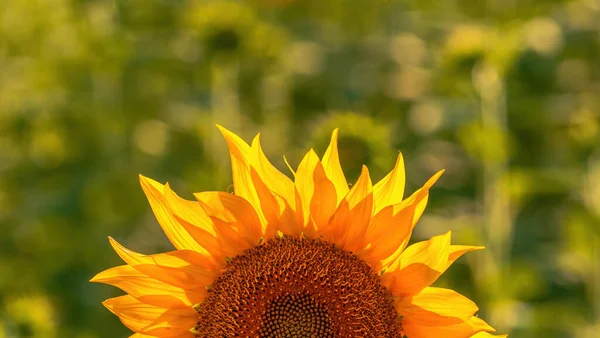 向日葵 在阳光明媚的夏日下午种植农田中常见的向日葵作物 — 图库照片