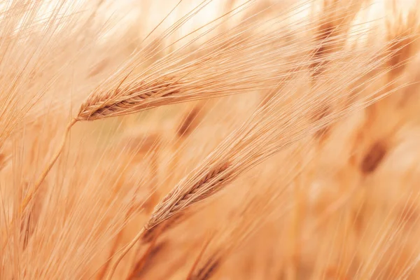 Tarım Tarlalarında Yetişmiş Buğday Gevreği Hasadı Mevsimi Için Hazır Seçici — Stok fotoğraf