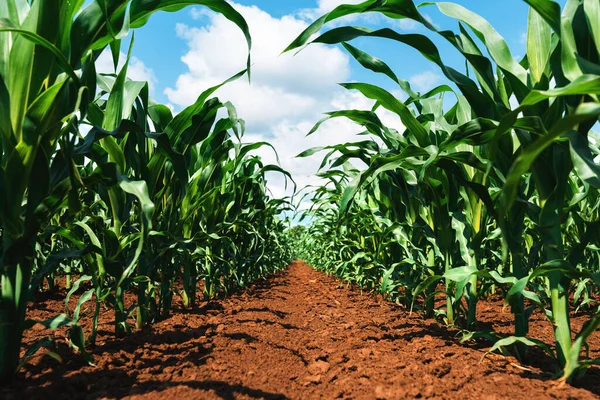 Junge Grüne Maispflanzen Kultiviertem Vollkommen Sauberem Landwirtschaftlichem Plantagenfeld Ohne Unkraut — Stockfoto