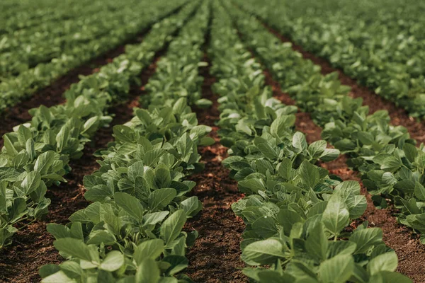 完全にきれいな農業プランテーション分野で栽培された若い緑豆の実生植物 選択的な焦点 — ストック写真