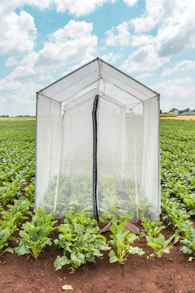 Sugar Beet Pollination Control Tents Cultivated Agricultural Field Sunny Summer — Stock Photo, Image