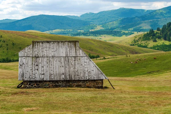 背景に牛とセルビアのZlatibor地域の牧草地の丘の上に放棄された古い羊飼いのコテージ — ストック写真