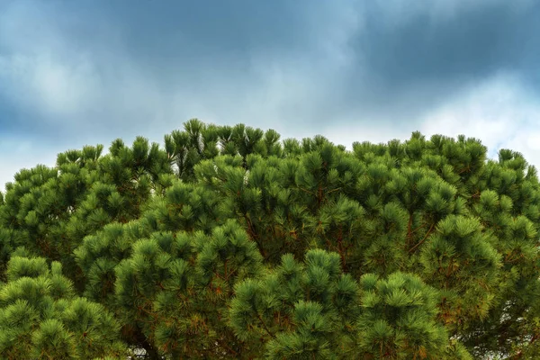 Parkta Çam Ağacı Tepesi Dramatik Fırtınalı Gökyüzüne Karşı Seçici Odaklanma — Stok fotoğraf