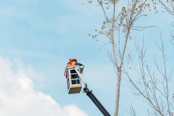 Pruners Drzewa Korzystać Koszyka Windy Aby Starannie Dbać Gałęzie Zapewniając — Zdjęcie stockowe