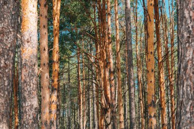 Tall pine (Pinus Silvestris variegata Zlatiborica) trees on Zlatibor as natural background