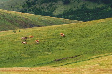 Yeşil çayır arazisinde otlayan inekler, güneşli yaz gününde Zlatibor tepelerinde sığır çiftliği sığırları..