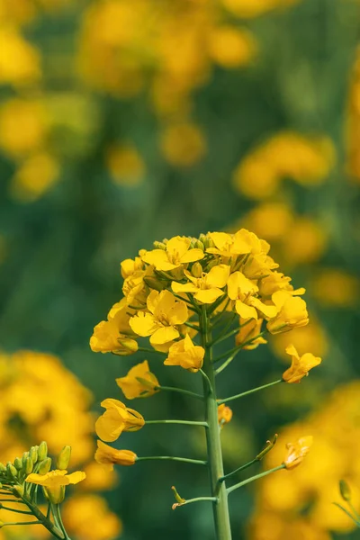 Bahar Tarım Çiftçilikte Çiçek Açan Kanola Bitkisinin Kapanışı — Stok fotoğraf