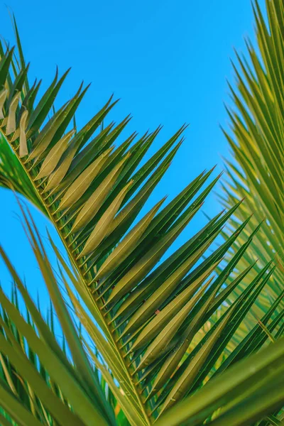 Крупним Планом Пальмовий Лист Тлі Блакитного Неба Влітку Вибірковий Фокус — стокове фото