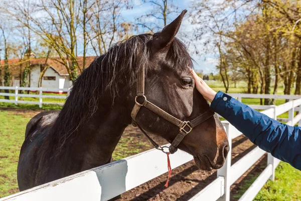 Equine assisted therapy, female hand gently petting the horse in the paddock and forming a bond with the animal, selective focus