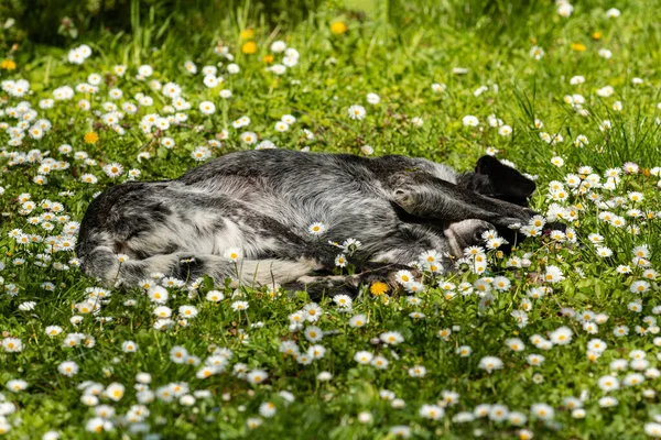 Oude Verdwaalde Hond Slapen Openbaar Park Bed Van Bloeiende Madeliefje — Stockfoto