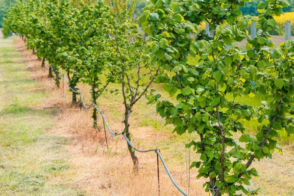 Hazelnut Orchard Water Supply Hose Dripping Irrigation Diminishing Perspective — Stock Photo, Image