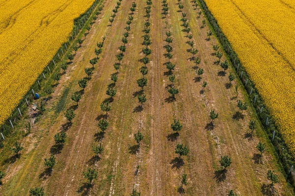ドローンPov 高角度ビューから花でヘーゼルナッツの果樹園や油種菜の花畑の空中ショット — ストック写真
