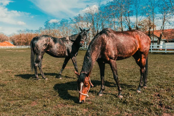Two Brown Horses Grazing Lush Paddock Serene Countryside Scene Mares — Stock Photo, Image