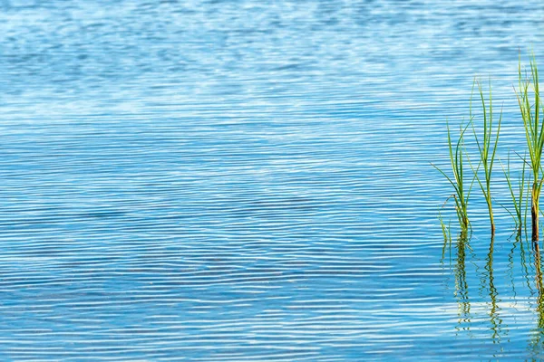 Зелена Очеретяна Трава Морській Воді Вибірковий Фокус — стокове фото