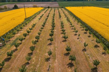 Fındık bahçesi ve yağ çekirdeği tecavüz alanının hava görüntüsü İHA pov 'dan yükseliyor.