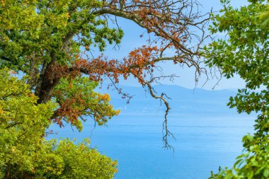 Yazın sonlarında meşe dalları arasından deniz manzarası, seçici odaklanma