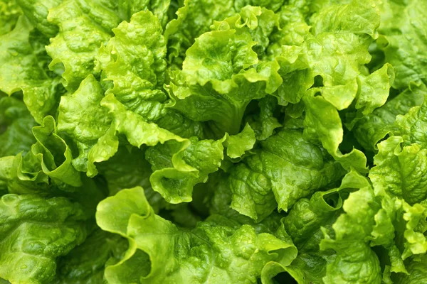 Grüner Salat Oder Salatblätter Garten Heimische Produkte Hinterhof Nahaufnahme Mit — Stockfoto