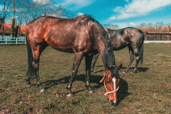 Two Brown Horses Grazing Lush Paddock Serene Countryside Scene Selective — Stock Photo, Image