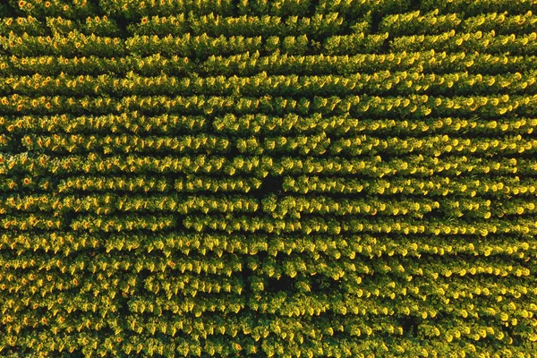 Tiro Aéreo Campo Girassol Florescendo Por Sol Verão Pontos Drone — Fotografia de Stock