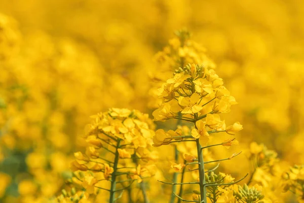 Die Rapsernte Blüht Gelbe Blume Der Rapspflanze Auf Einem Landwirtschaftlich — Stockfoto