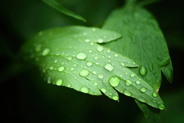 Lummigt Grönt Löv Med Regndroppar Selektivt Fokus — Stockfoto
