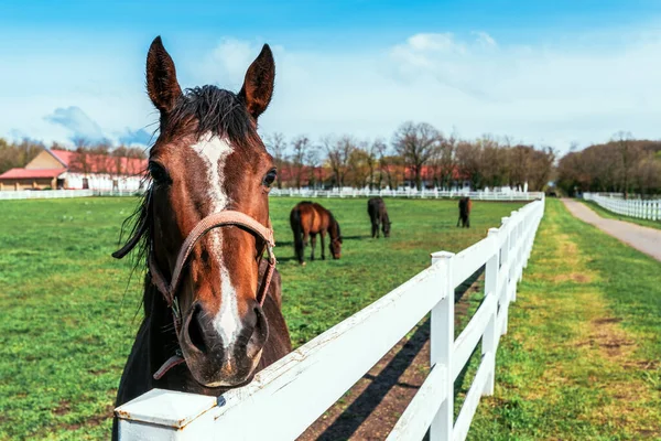 Conceito Terapia Assistida Por Equinos Éguas Cavalos Jovens Paddock Rancho — Fotografia de Stock