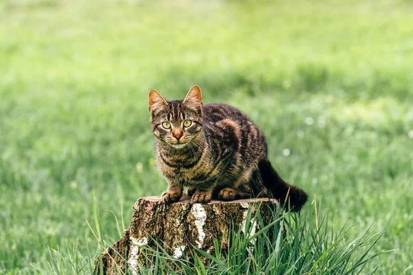 Niedliche Junge Katze Auf Baumstumpf Hinterhof Blick Auf Kamera Selektiver — Stockfoto