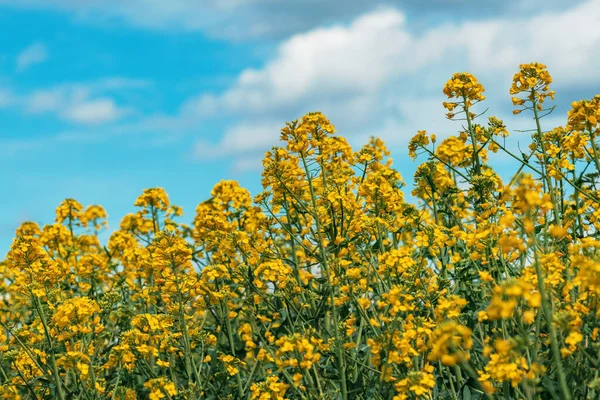 Beautiful Yellow Canola Flowers Rapeseed Crops Bloom Spring Selective Focus — Stock Photo, Image