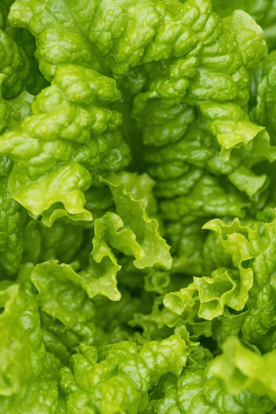 Green Salad Lettuce Leaves Garden Homegrown Produce Back Yard Closeup — Stock Photo, Image