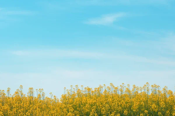 Canola Field Bloom Large Portion Blue Sky Copy Space Vertical — Stock Photo, Image
