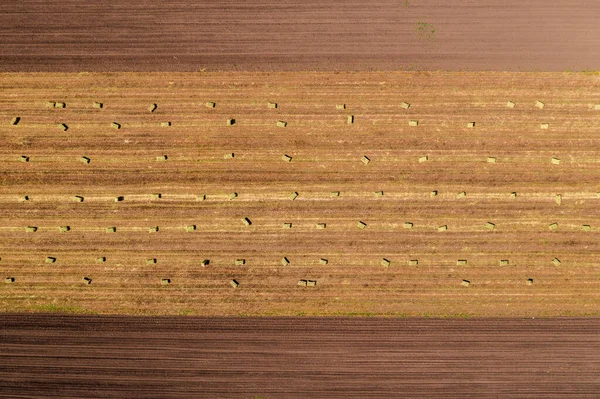 フィールド内のAlfalfa Lucerne干し草の谷のトップビュー ドローンのPovから撮影された空中 — ストック写真
