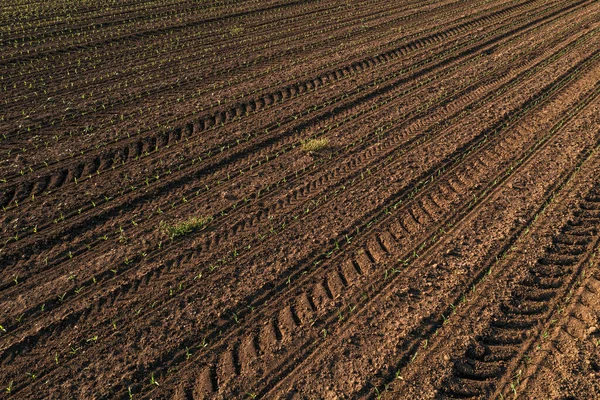 Tractor Tire Tracks Corn Seedling Plantation High Angle View — Stock Photo, Image