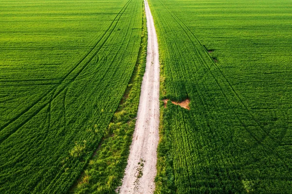 Pov Dan Ilkbaharda Iki Buğday Tarlası Arasındaki Kirli Yol Yüksek — Stok fotoğraf