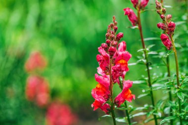 Baharda arka bahçede açan güzel bahçe ejderhası çiçeği seçici bir odak noktası.