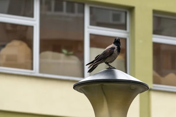 Black Crow Street Lamp Selective Focus — Stock Photo, Image