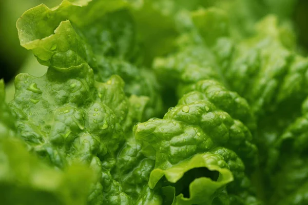 Green Salad Lettuce Leaves Garden Homegrown Produce Back Yard Closeup — Stock Photo, Image